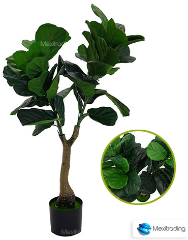 FICUS CHICA 1.0 mt