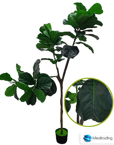 FICUS grande 1.65 mt