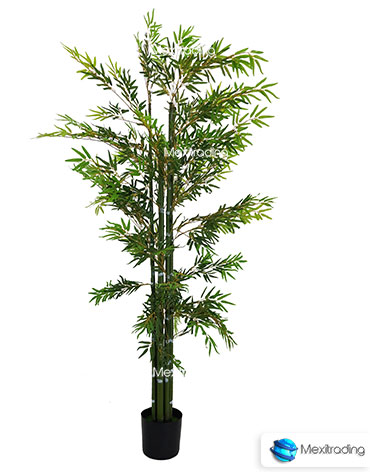 Plantas Bambu 6 TALLOS 2MTS-J01