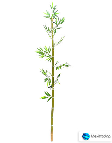 Plantas Bambu Verde 2mts J02